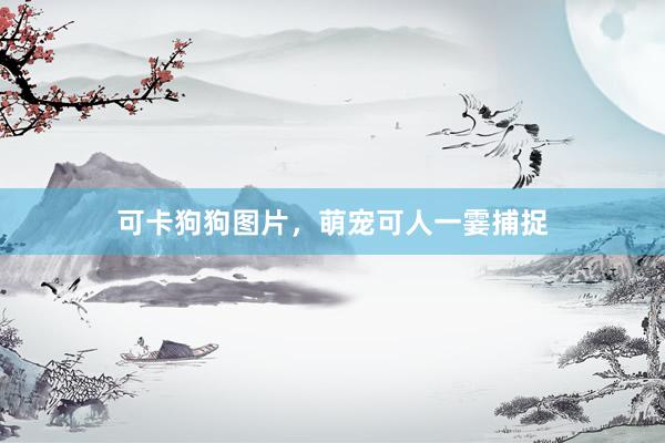 可卡狗狗图片，萌宠可人一霎捕捉